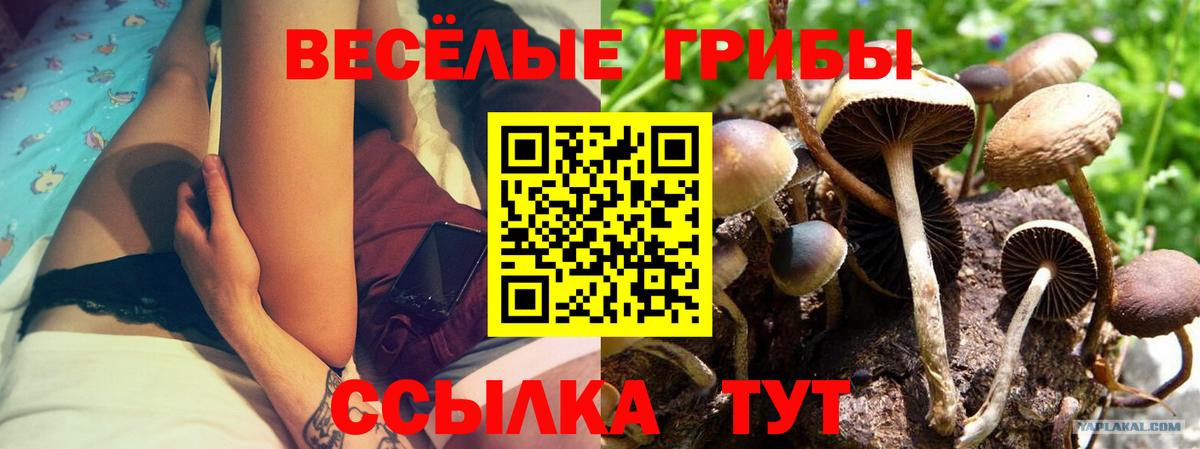 Галлюциногенные грибы прущие грибы Мончегорск